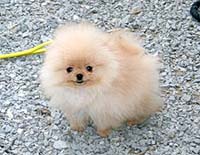 1a.jpg (33731 bytes)